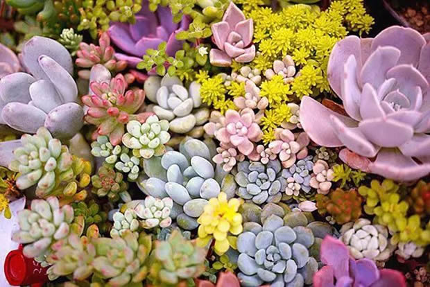 華亭鎮(zhèn)團委聯(lián)合上海滬工閥門廠開展微景觀綠植DIY活動(圖2)